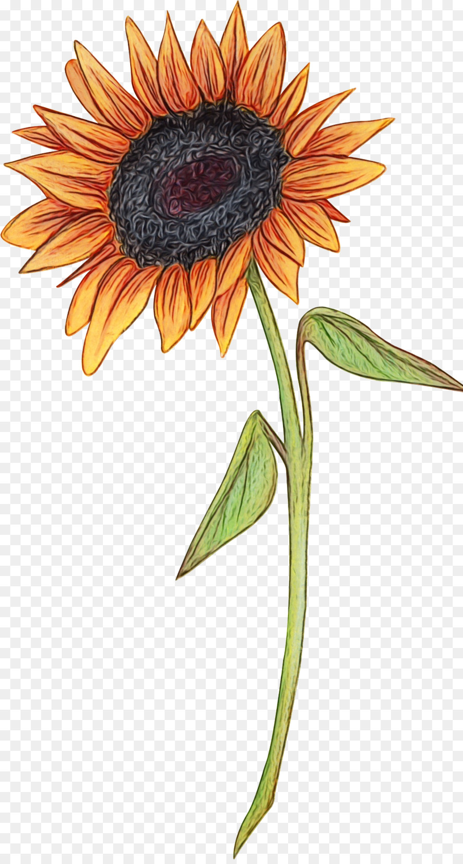 Flor，Girasol PNG