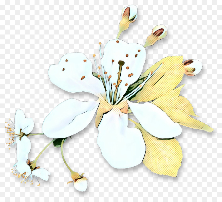 Blanco，Flor PNG