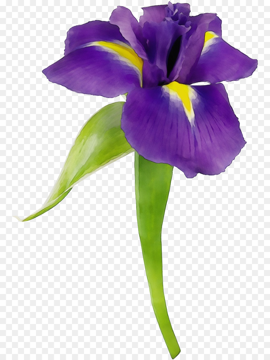 Flor，La Floración De La Planta PNG