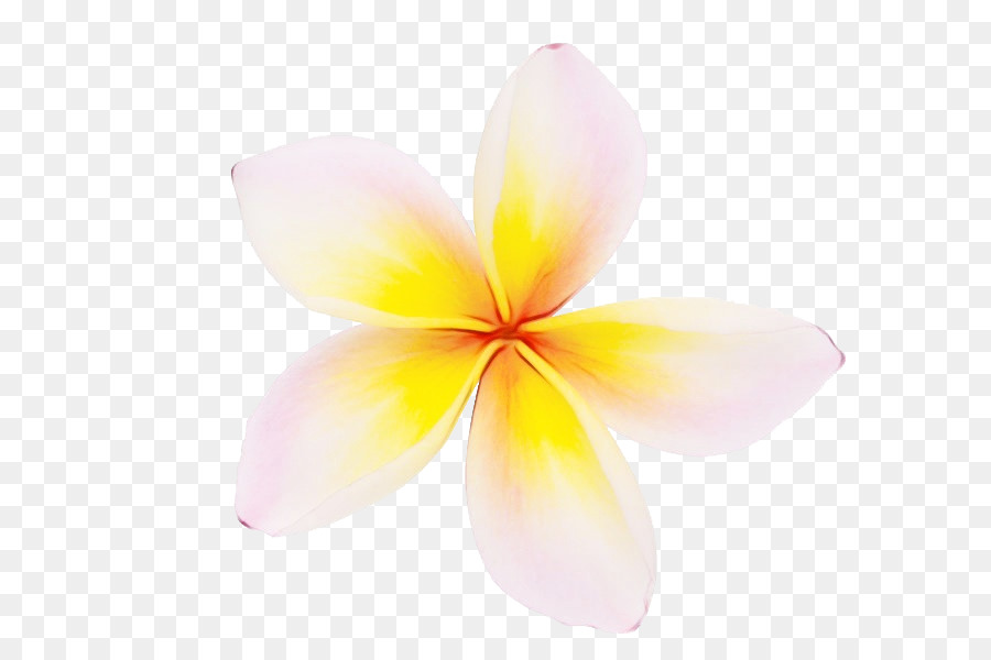 Pétalo，Frangipani PNG