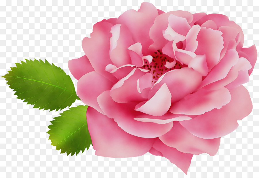 Flor Rosa，Flor PNG