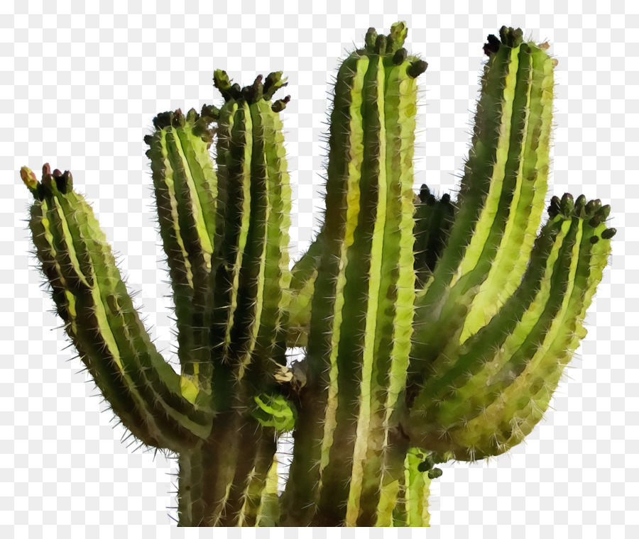 Cactus，Planta PNG