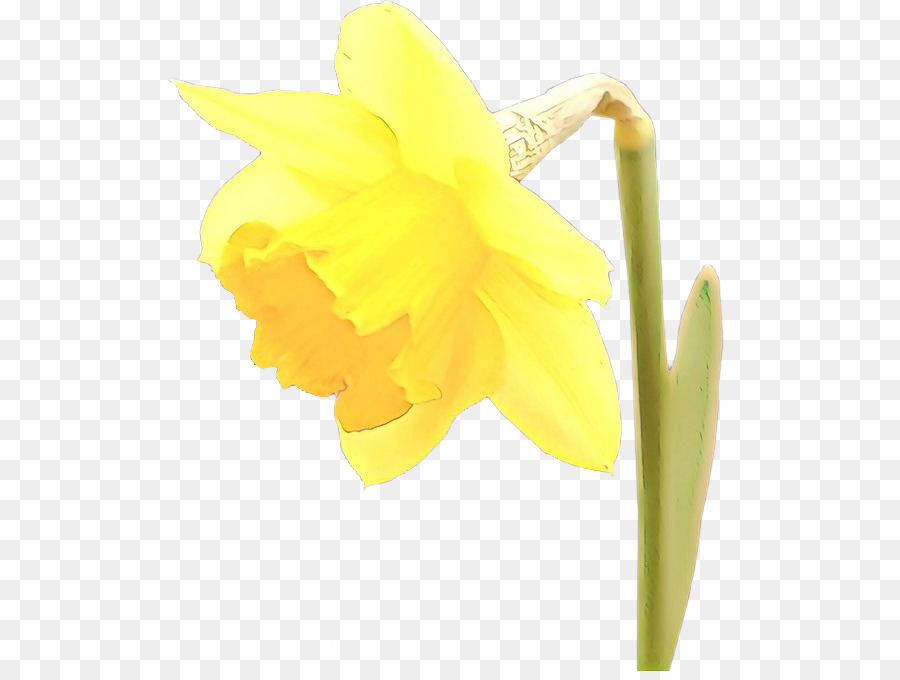 Narciso Amarillo，Primavera PNG