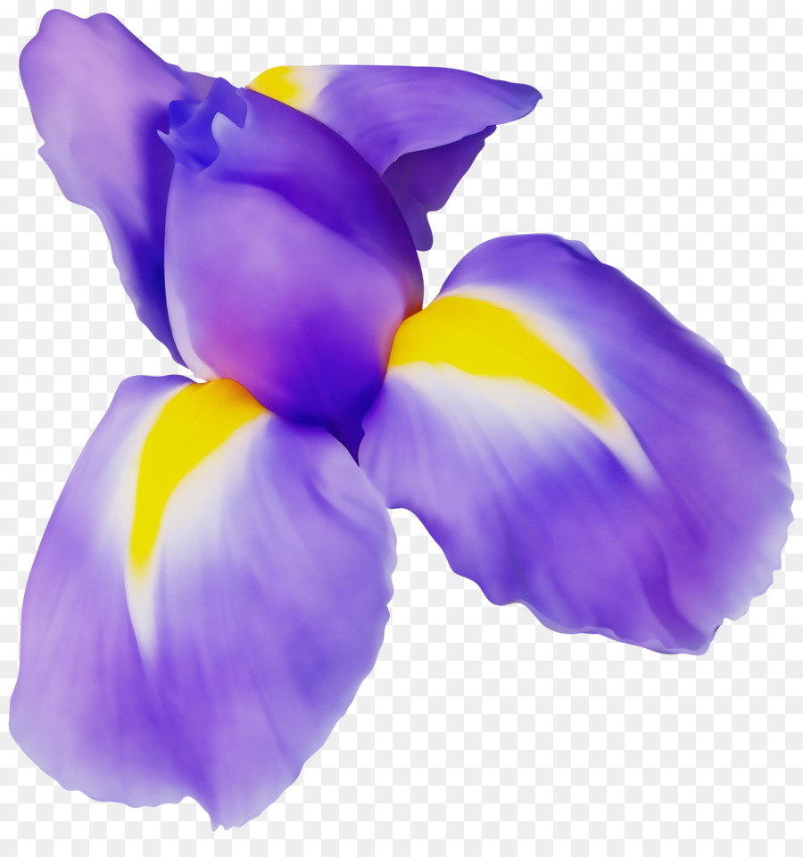 Iris Morado，Pétalos PNG