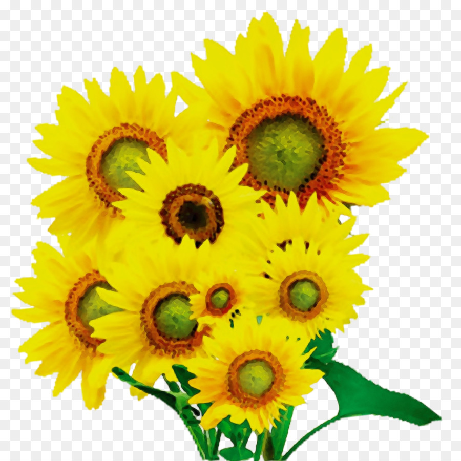 Girasoles，Flores PNG