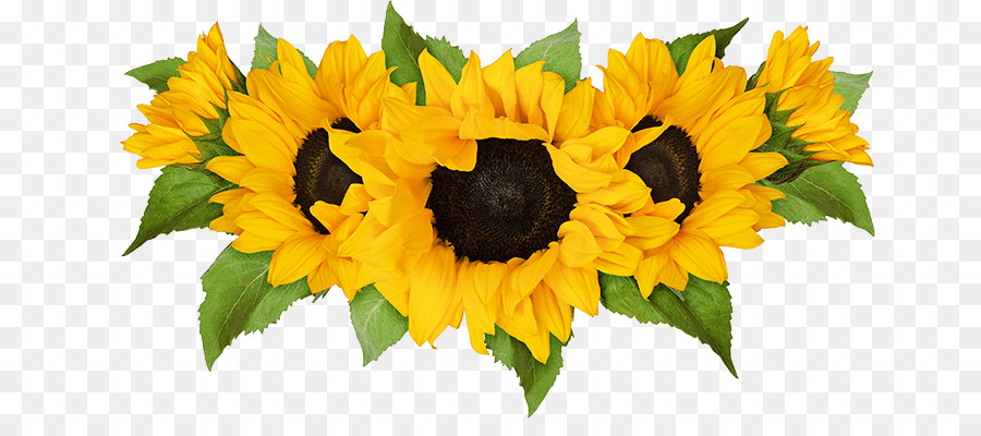 Flor，Girasol PNG