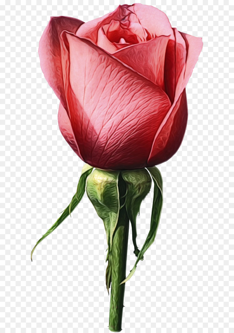 Flor，Rojo PNG