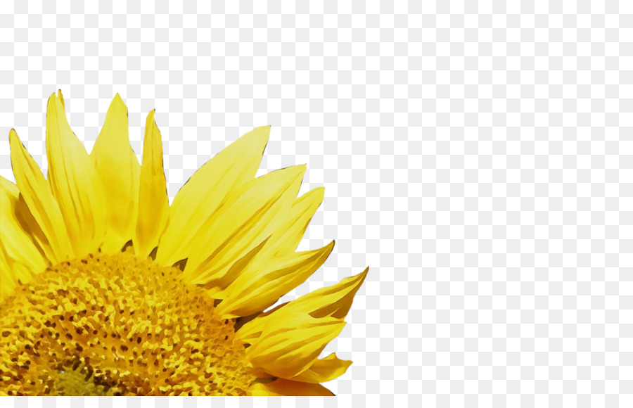 Girasol，Amarillo PNG