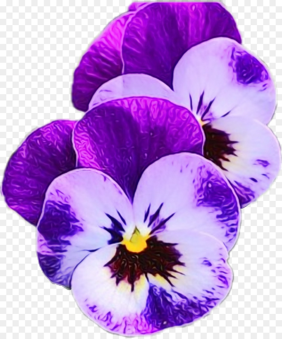 Flores Moradas，Florecer PNG