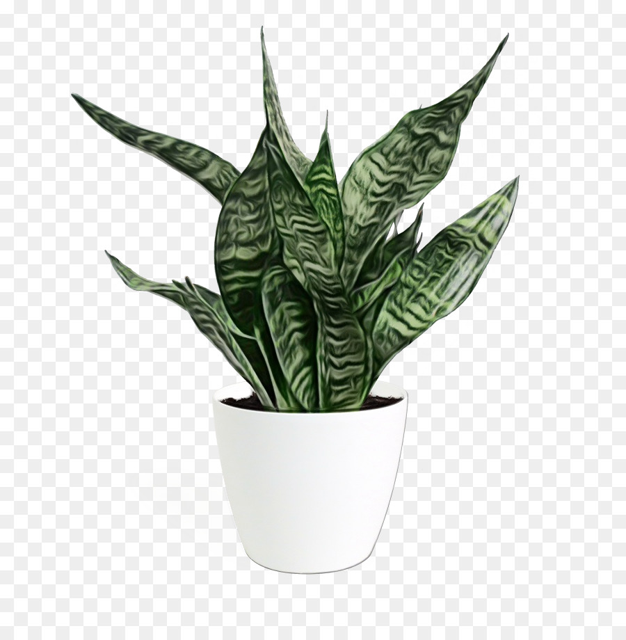 Planta De Interior，Maceta PNG