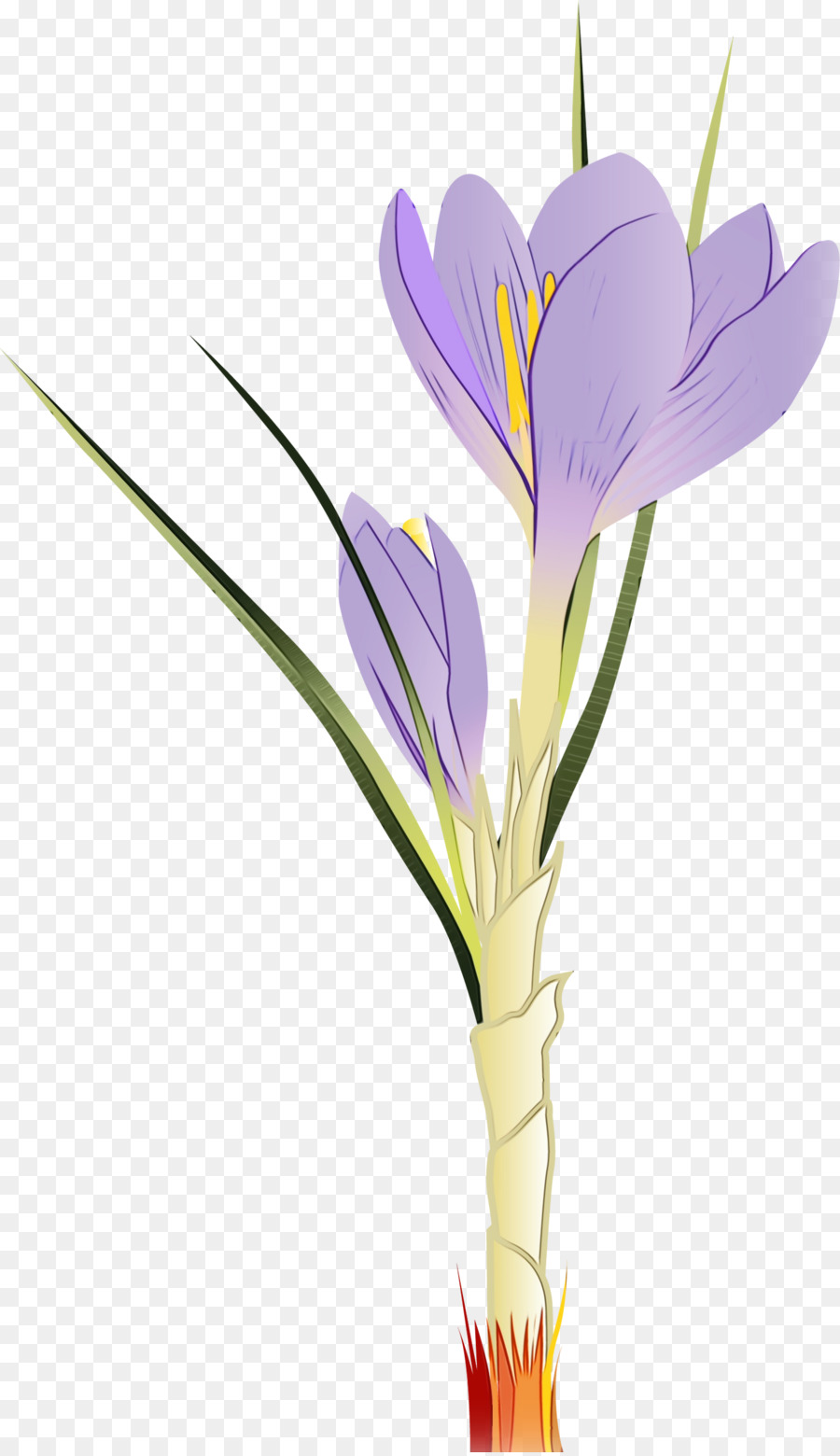 Iris Morado，Planta PNG