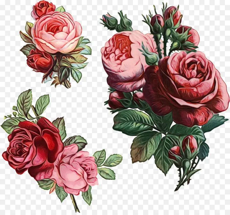 Rosas Coloridas，Flores PNG