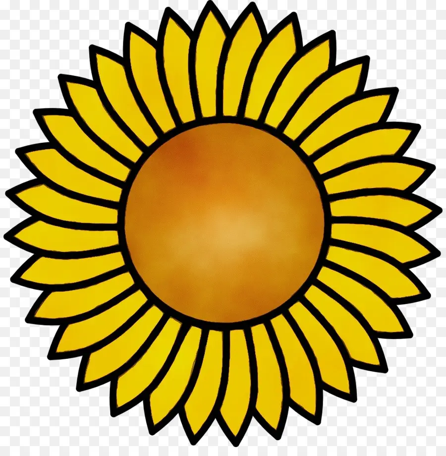 Amarillo，Girasol PNG