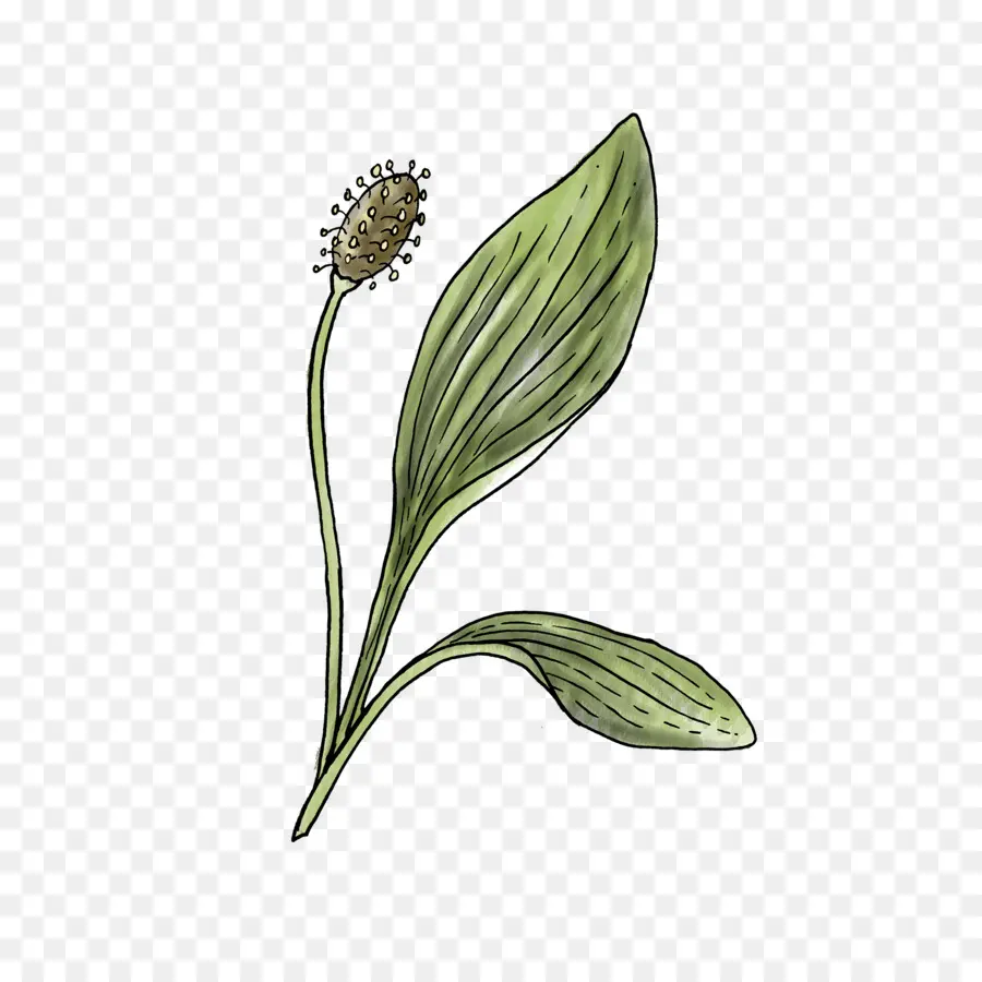 Dibujo De Planta，Hoja PNG