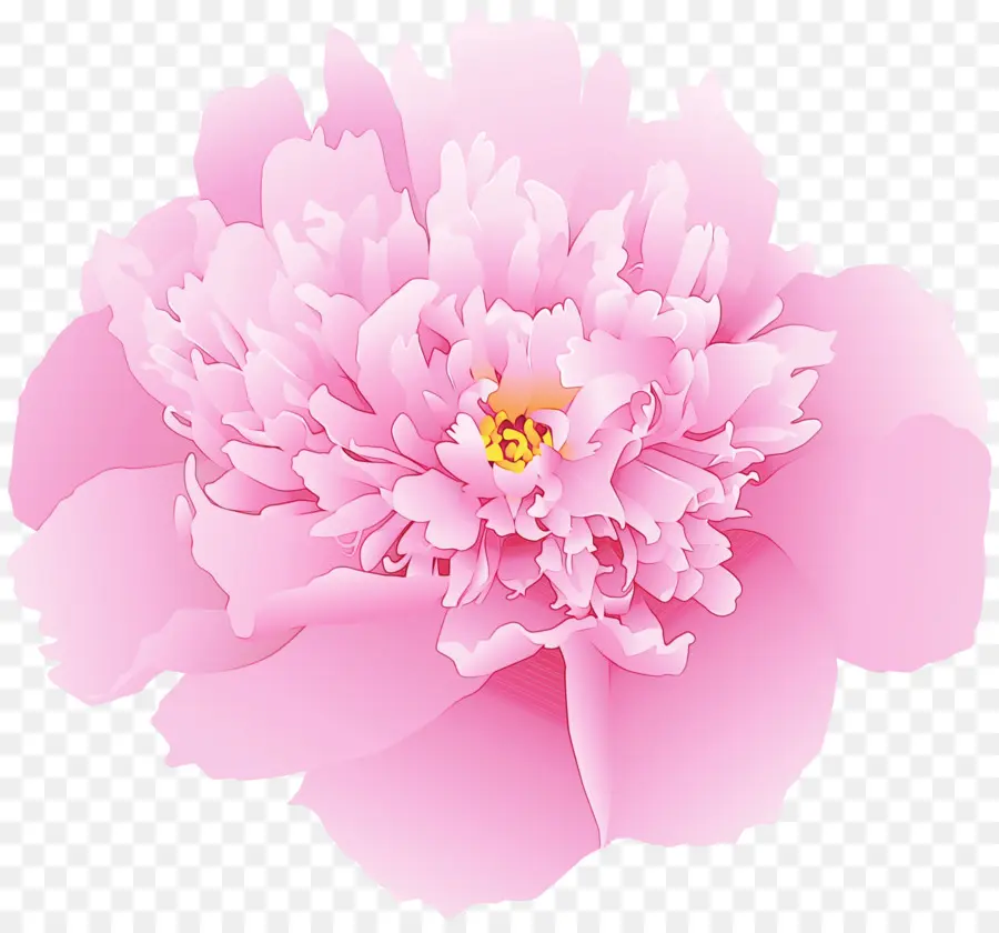 Rosa，Flor PNG