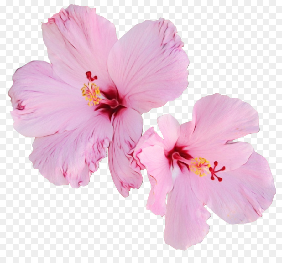 Flores De Hibisco，Naturaleza PNG