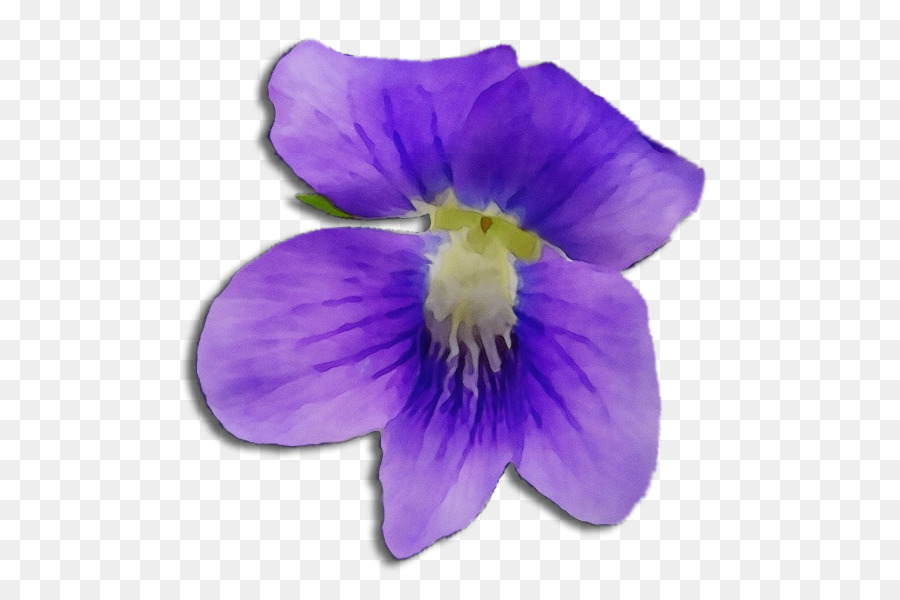 La Floración De La Planta，Violeta PNG