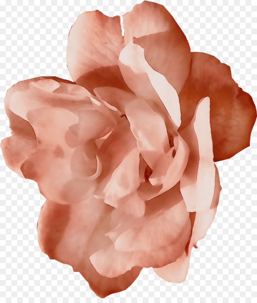 Rosa，Pétalo PNG