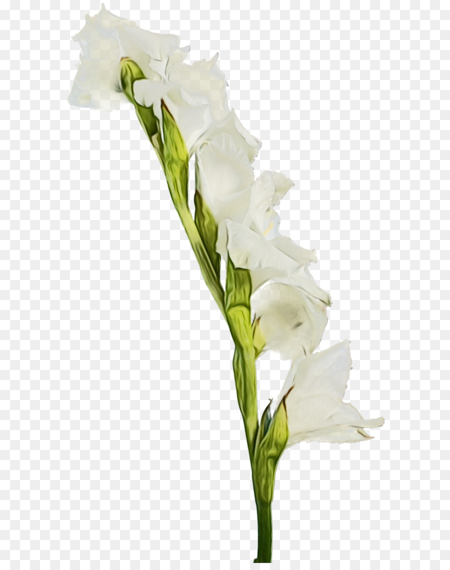 Flor Blanca，Floración PNG