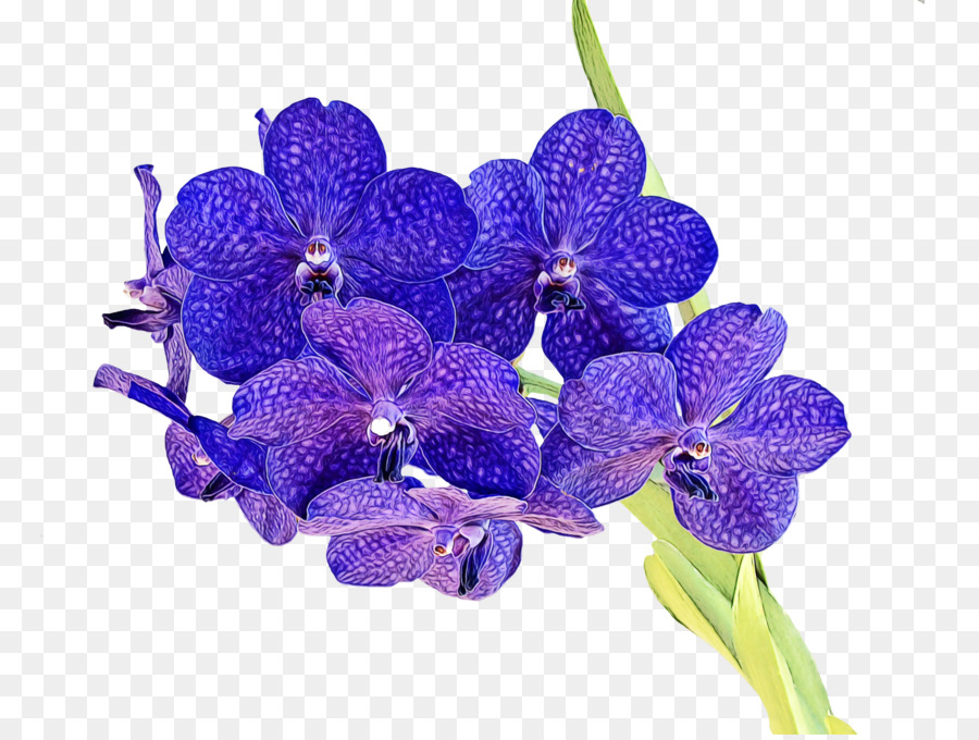 Flores Azules，Orquídea PNG