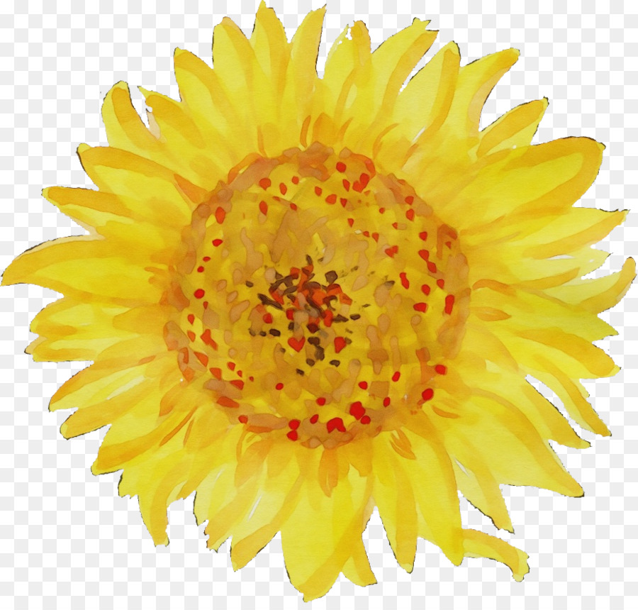 Girasol，Amarillo PNG