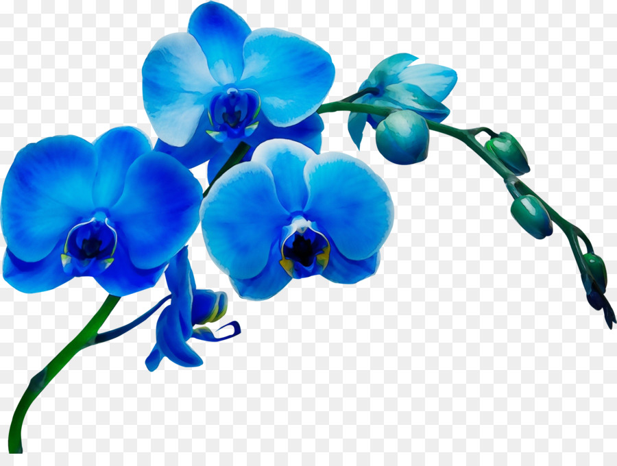 Azul，Flor PNG