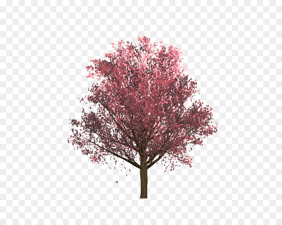 Árbol，Planta PNG