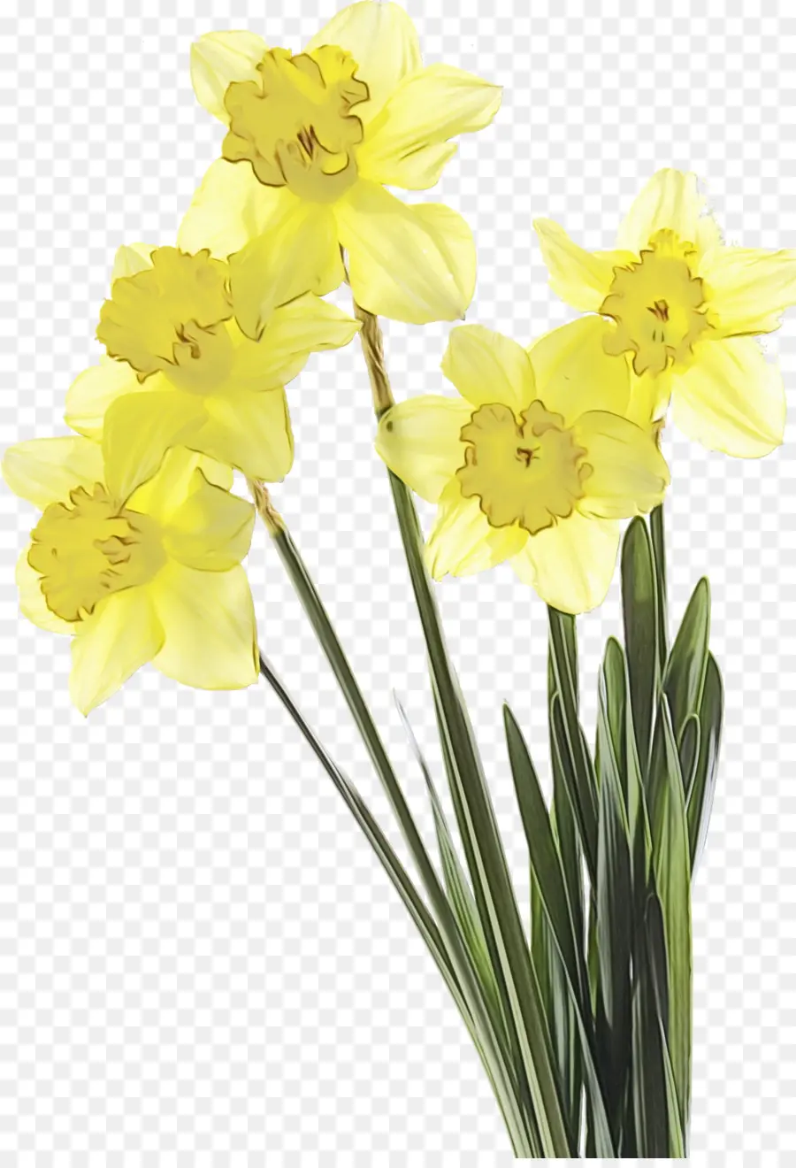 Narcisos Amarillos，Primavera PNG