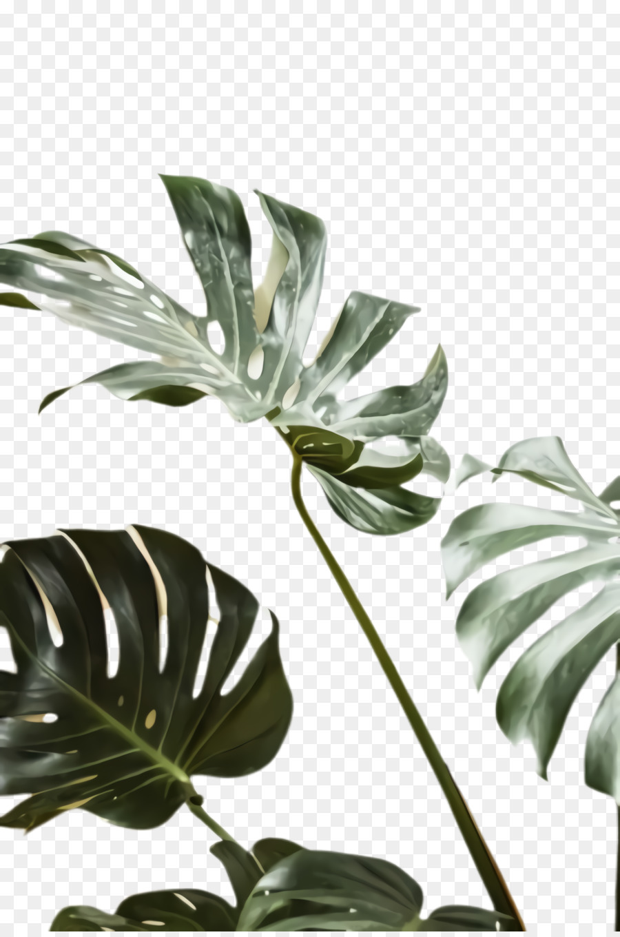 Monstera Deliciosa，Planta PNG