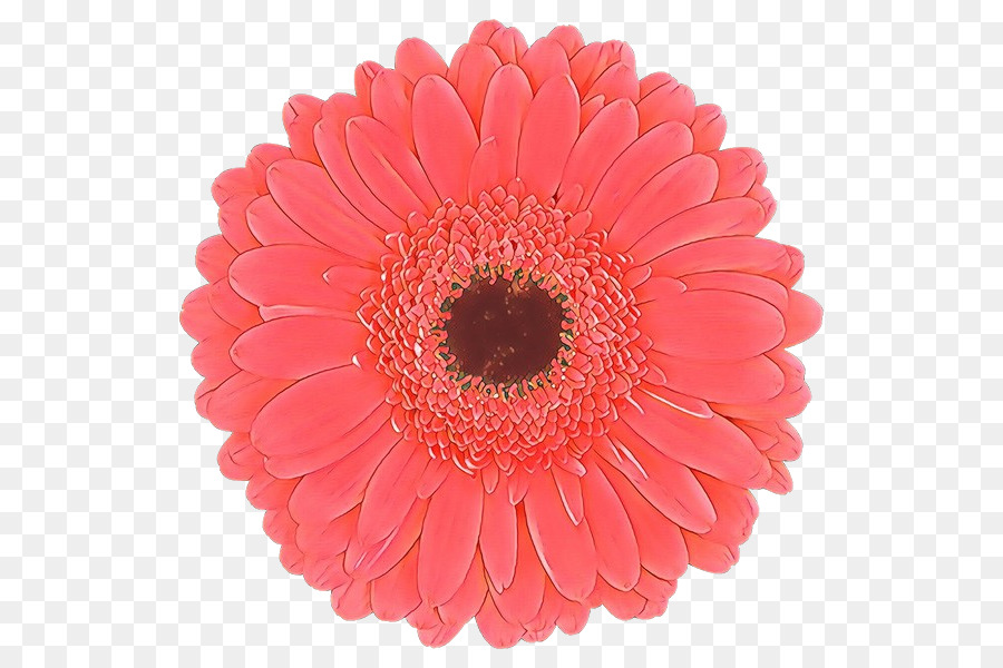 Barberton Daisy，Gerbera PNG