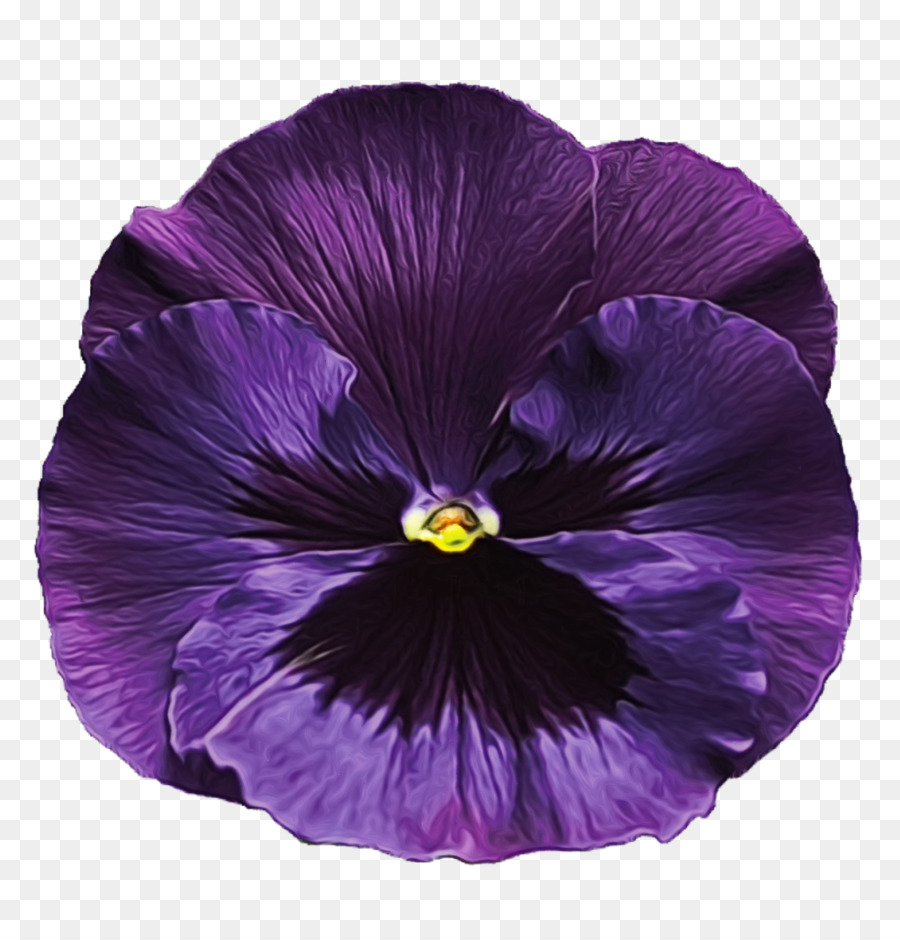 Flor Morada，Pétalos PNG