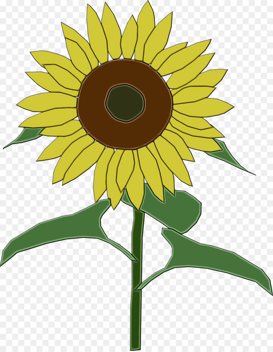 Girasol，Flor PNG