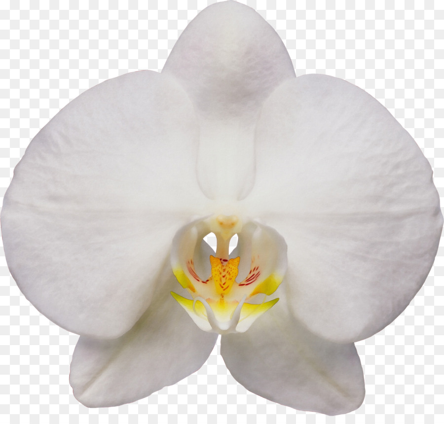 Orquídea Amarilla，Planta PNG