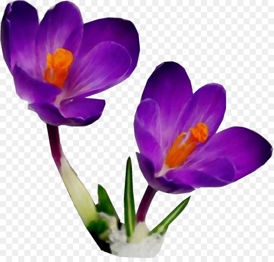 Flor，Creta Crocus PNG