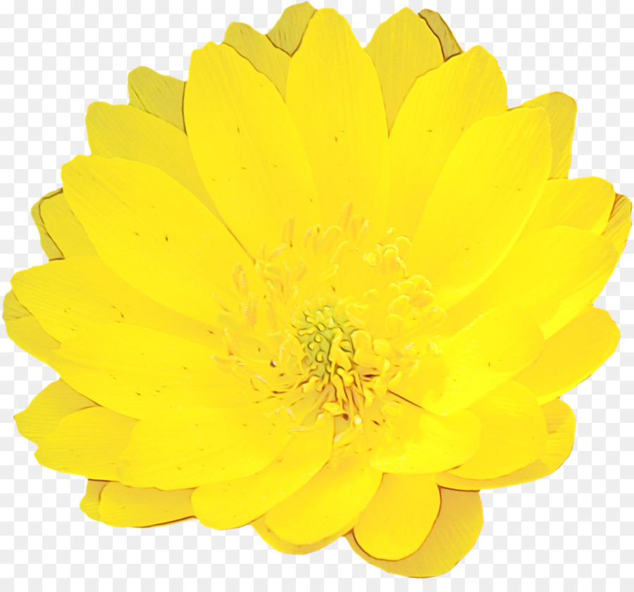 Flor Amarilla，Florecer PNG