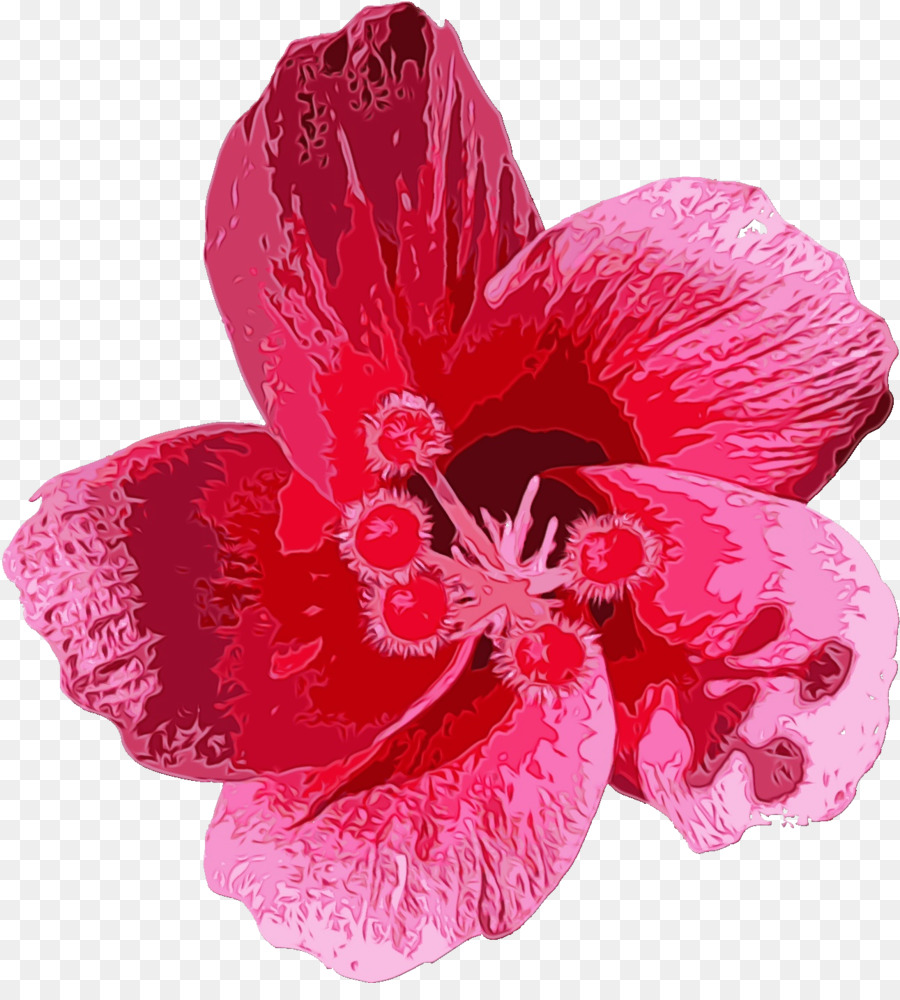 Flor Rosa，Pétalos PNG