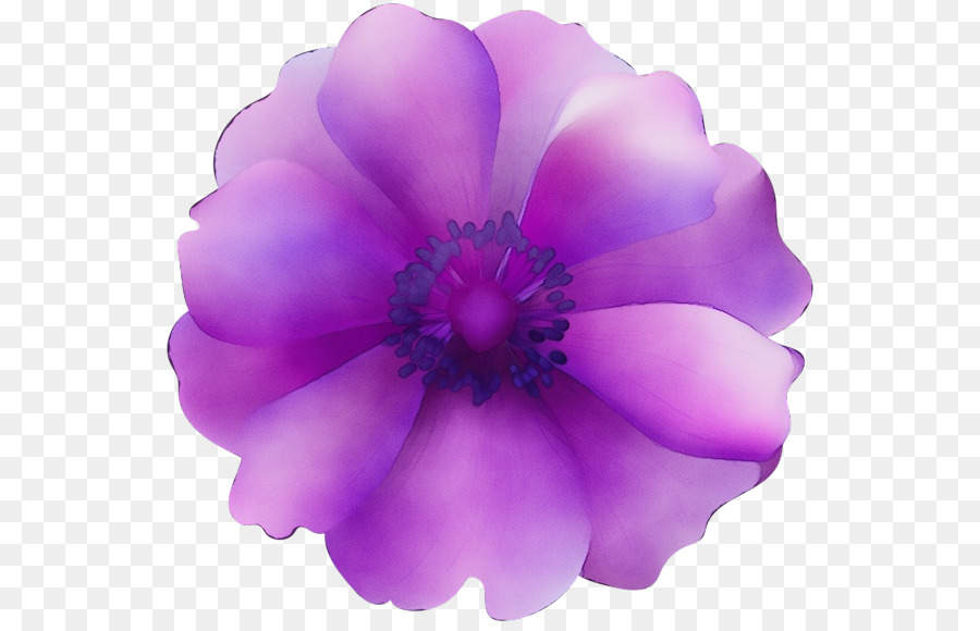 Flor Morada，Florecer PNG