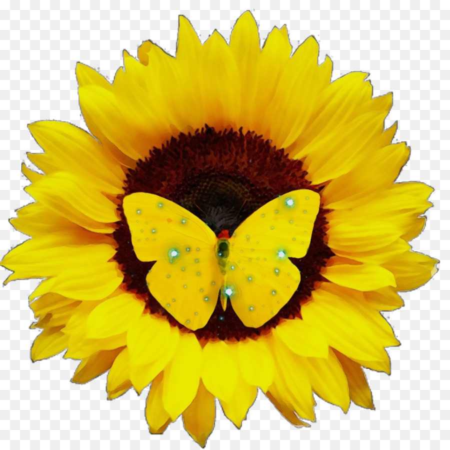 Girasol，Amarillo PNG