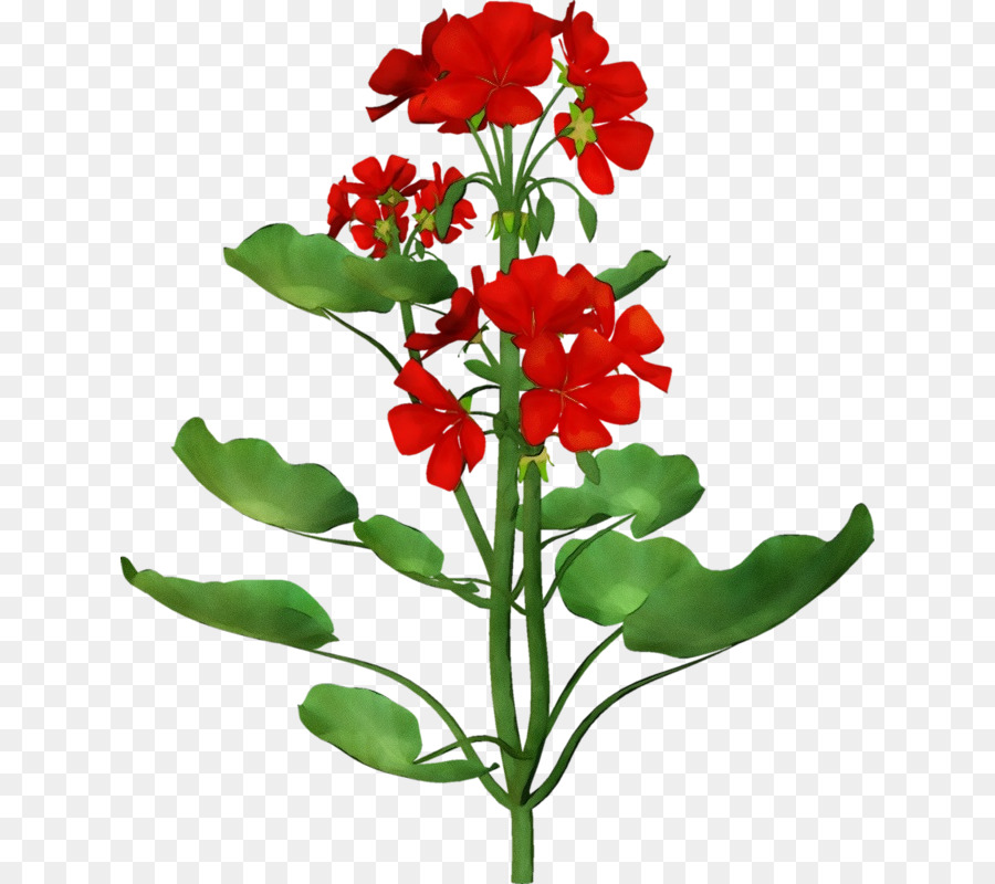 Flores Rojas，Pétalos PNG