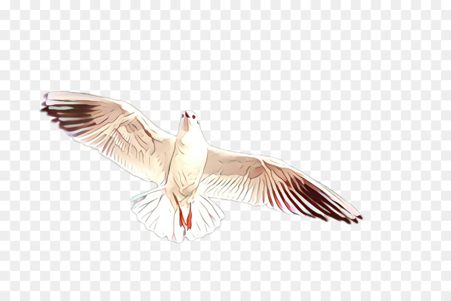 Pájaro，Pluma PNG