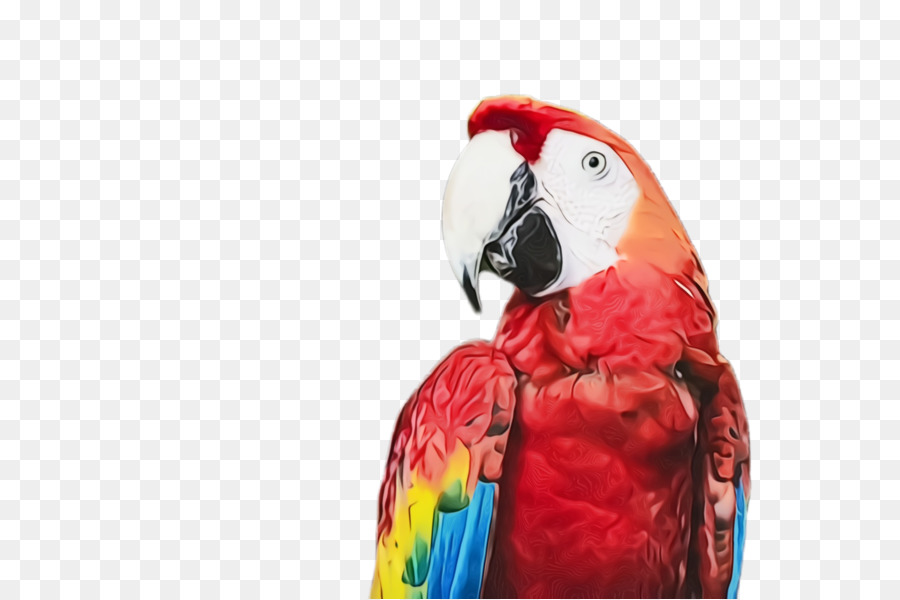 Aves，Guacamayo PNG