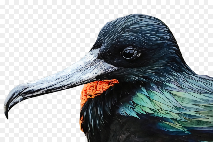 Aves，Pico PNG