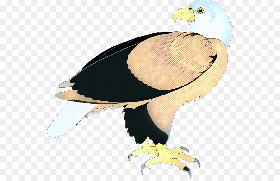 Aves，Pico PNG