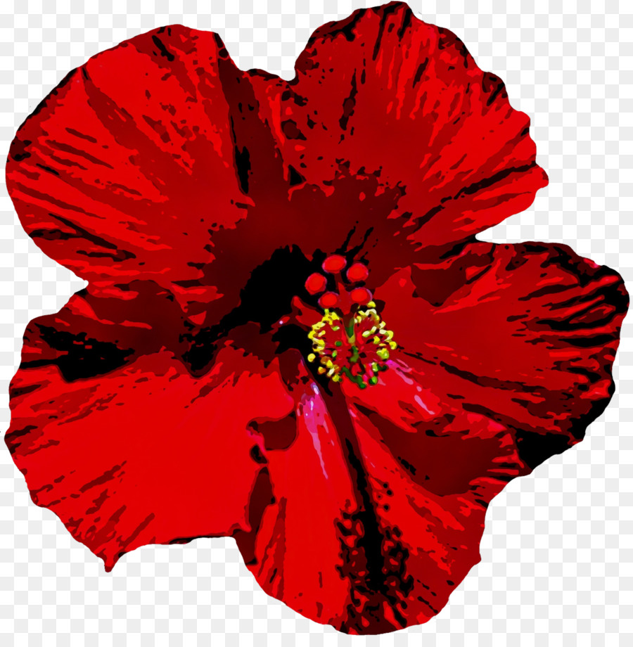 Rojo，Flor PNG