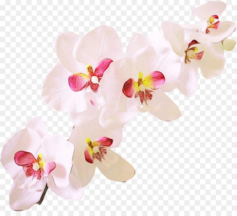 Flores Blancas Y Rosadas，Florecer PNG