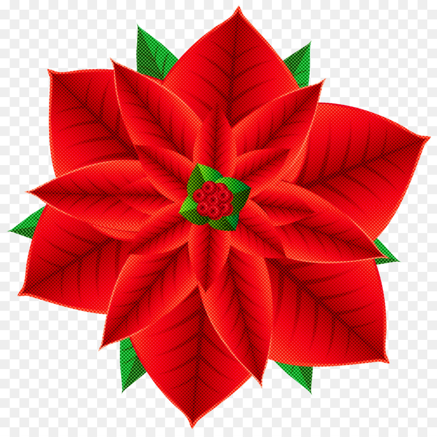 Flor De Pascua，Rojo PNG