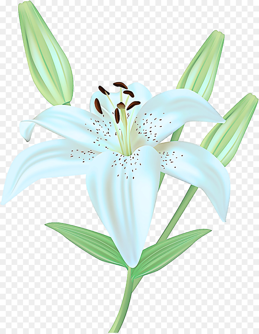 Flor，Lily PNG