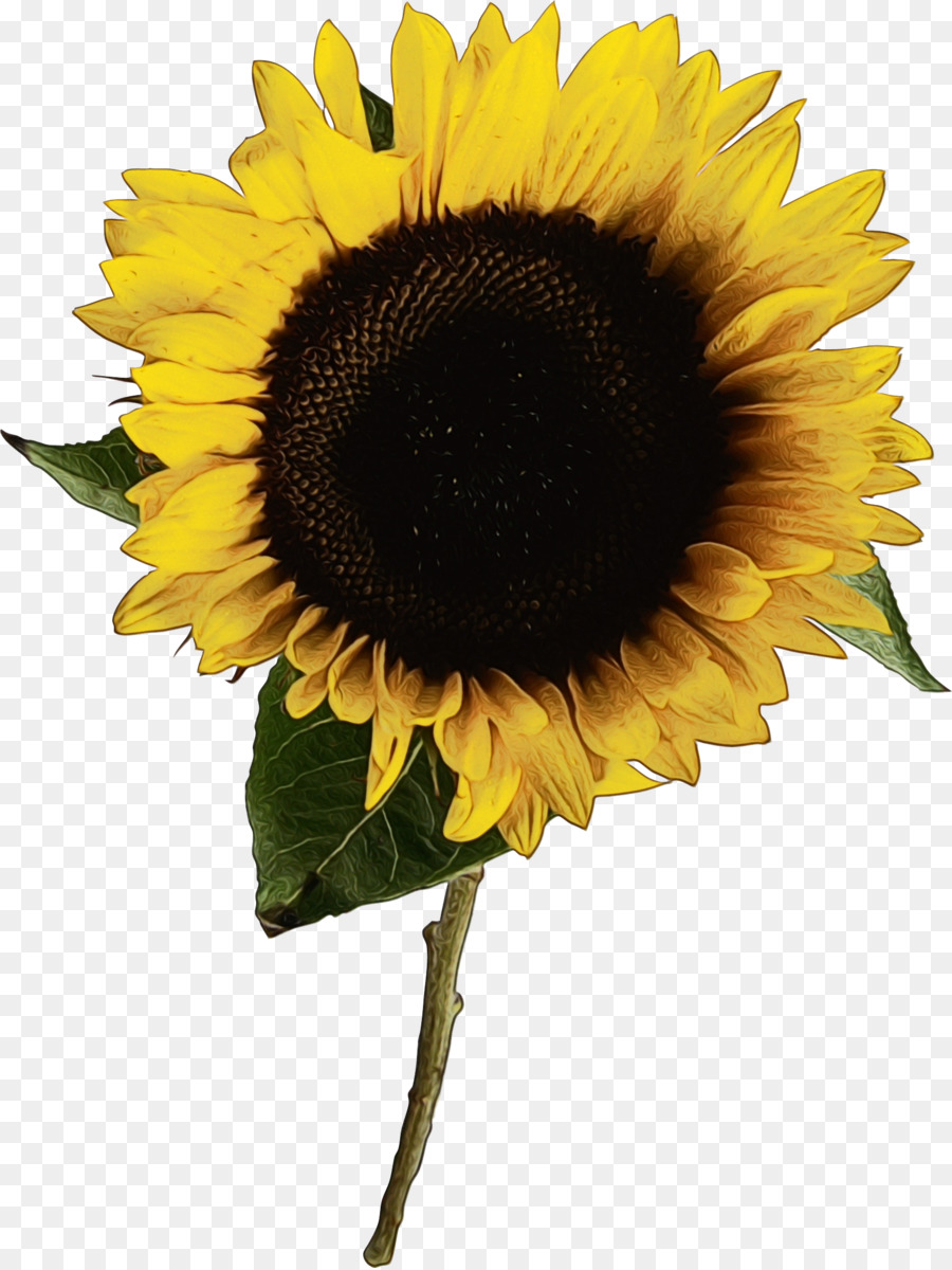 Girasol，Flor PNG