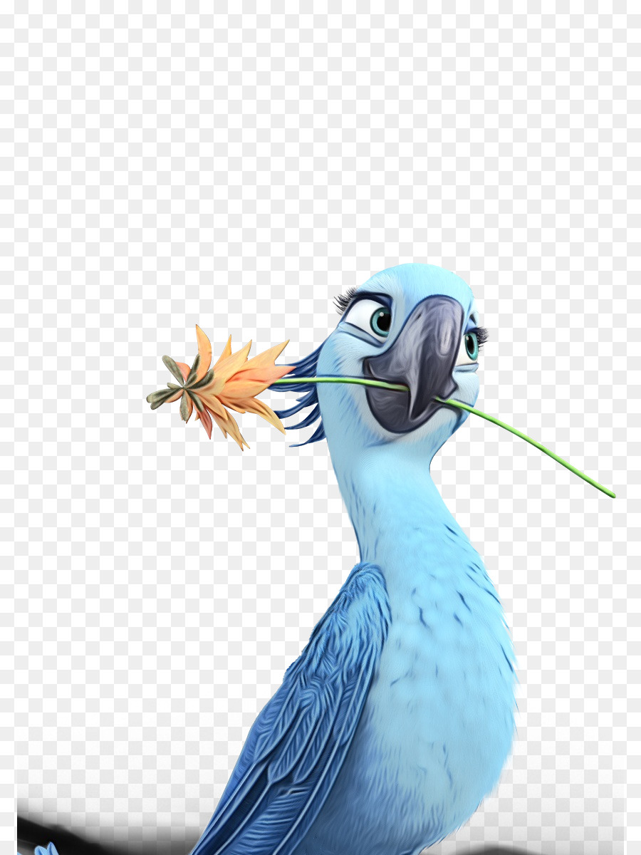 Aves，Pico PNG