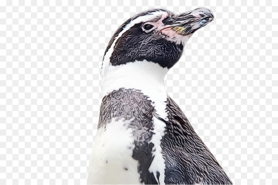 Pingüino，Ave Voladora PNG